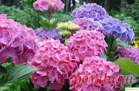Гортензия – чудесное растение с роскошными цветами. Оно любит «покушать». — Садоводка