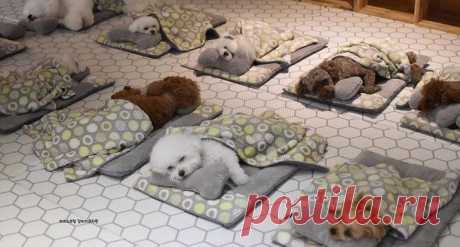 Фото спящих щенков в специальном детском саду стали хитом интернета