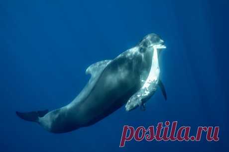 15 лучших подводных фото 2020, которые удивят вас или вызовут улыбку  😁
1. Акула-молот, Филиппины
2. Утиное гнездо, Австралия
3. Погружение в пещеры, Новая Зеландия
4. Рыба-шар, Норвегия
5. Акулы, Антарктида
6. Медуза, Флорида
7. Медуза на пляже, Гавайи
8. Рыба-клоун, США
9. Морская черепаха, Индонезия
10. Рыба, у побережья Новой Зеландии
11. Рыба, недалеко от побережья Новой Зеландии.
12. Морской огурец, Япония
13. Рыба-удильщик, Северная Атлантика
14. Рыба-луна, Южная Африка
15. Медуза возле…