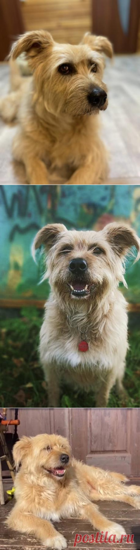 Замечательная Лиза в добрые руки. Москва – ПОДАРИ НАДЕЖДУ, пользователь Ольга Бавилина | Группы Мой Мир