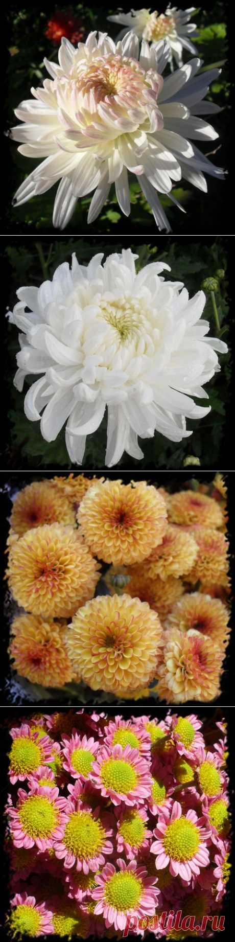 Хризантема: как вырастить шикарные цветы.