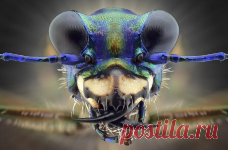 Фотопортреты насекомых, снятые крупным планом | Разно Всяко
