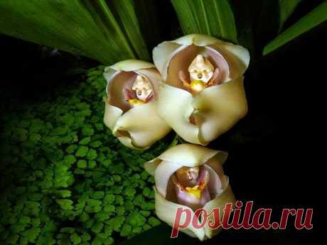 14 самых необычных орхидей, которые поражают своей красотой