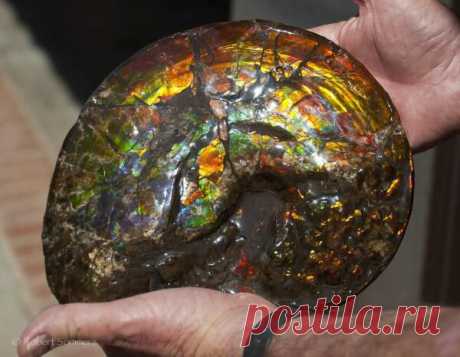 Ископаемый аммонит возрастом 70 млн. лет