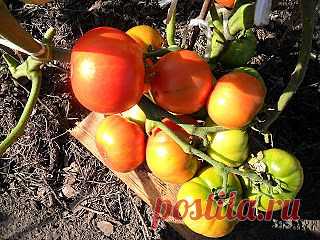 Вкусный Огород: Как вырастить помидоры без рассады

Это натолкнуло меня на мысль, а не попробовать ли вырастить помидоры способом посева семян непосредственно в открытый грунт, не выращивая рассаду. Сказано – сделано.