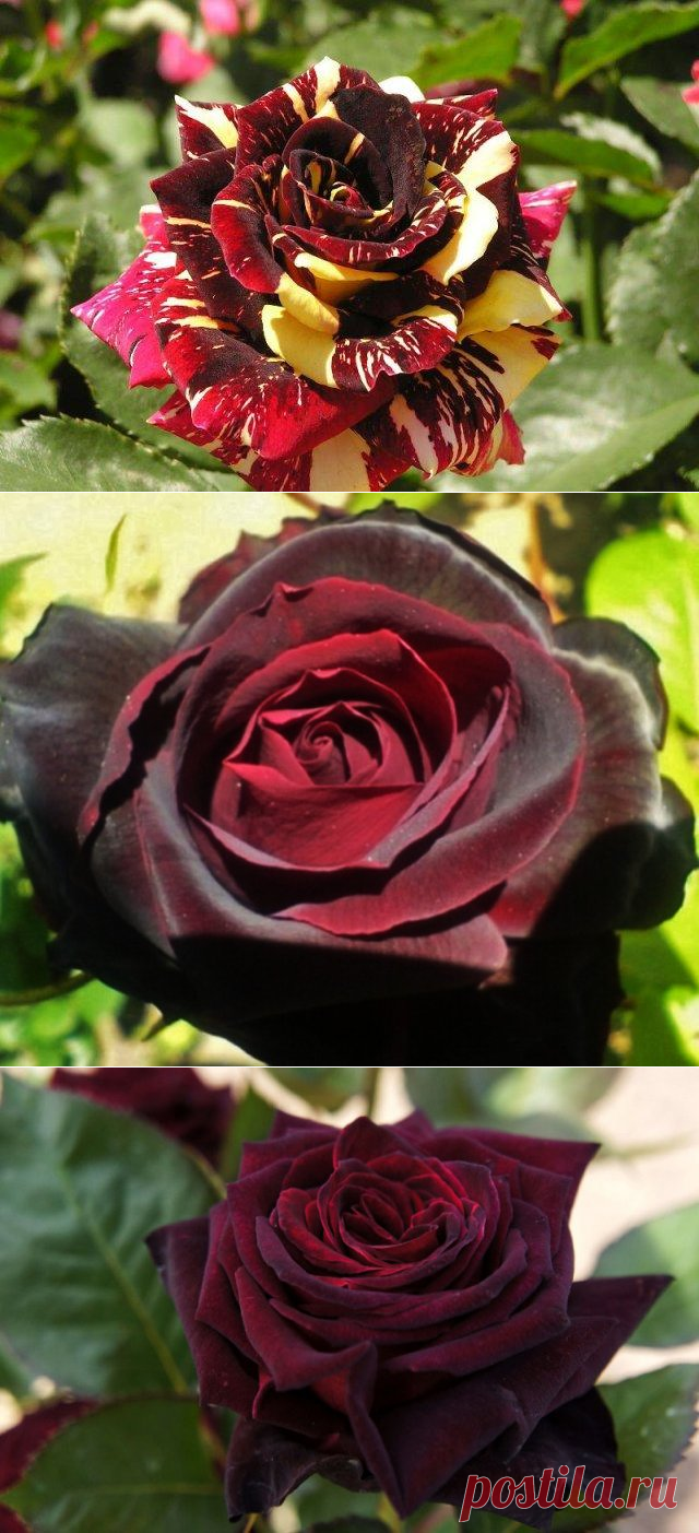 Полосатый, черный, зеленый: сорта роз необычного цвета