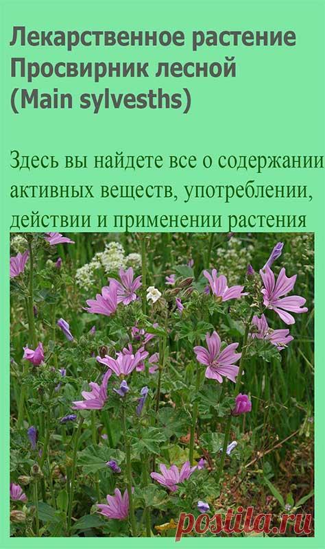 Лекарственное растение Просвирник лесной (Main sylvesths). Двух- или многолетнее растение высотой 20-120 см с полегающими стеблями. Листья округлые, 5-7-лопастные, городчатые. Цветки собраны по 2-6 в пазухах листьев. Лепестки у основания густобахромчатые, розово-фиолетовые, с темными (обычно 3-мя) полосками, в 3-4 раза длиннее чашечки.