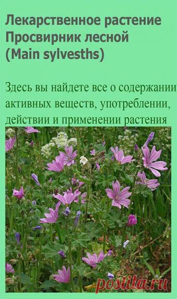 Лекарственное растение Просвирник лесной (Main sylvesths). Двух- или многолетнее растение высотой 20-120 см с полегающими стеблями. Листья округлые, 5-7-лопастные, городчатые. Цветки собраны по 2-6 в пазухах листьев. Лепестки у основания густобахромчатые, розово-фиолетовые, с темными (обычно 3-мя) полосками, в 3-4 раза длиннее чашечки.