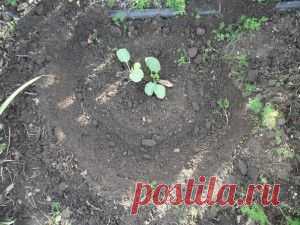 Высадка рассады капусты в открытый грунт