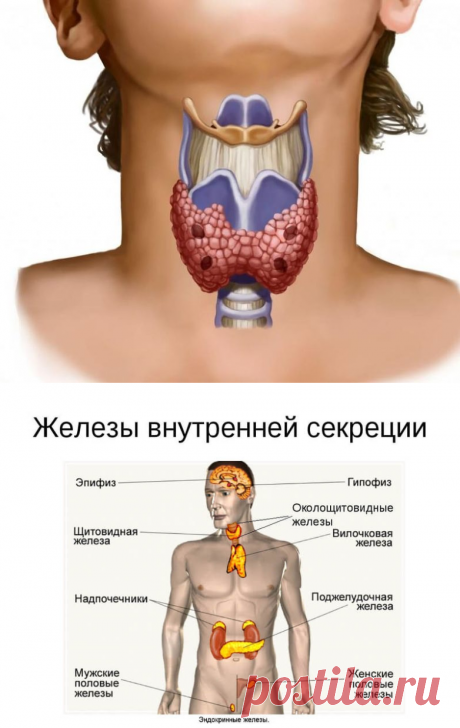 Правила здоровья и долголетия. Железы внутренней секреции / Будьте здоровы