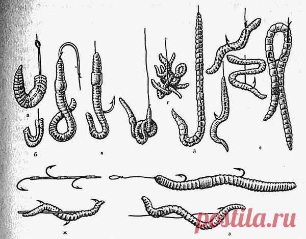 Как правильно насаживать червя на крючок? Какие способы насаживания бывают? | Рыбалка-БЛОГ | Яндекс Дзен