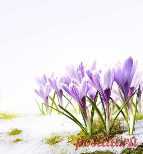 Daffodil 42587_ 花 写真 _Flower class_ Gallery Wallpaper_68Design