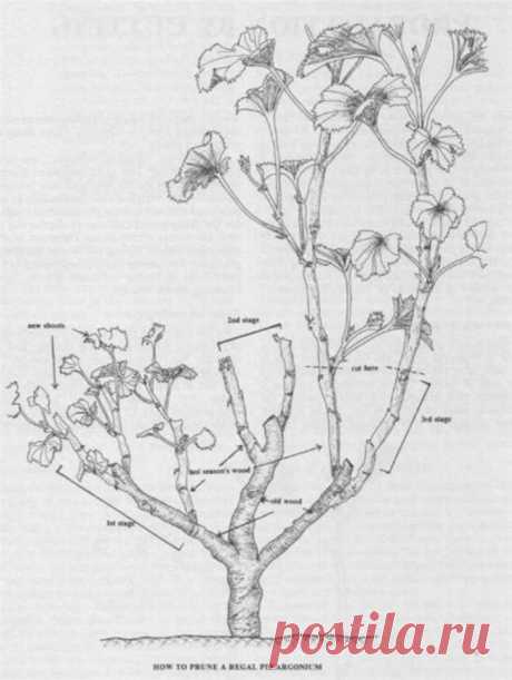 Как обрезать герань, чтобы зимой она пышно зацвела