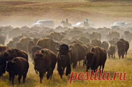 В Южной Дакоте прошел ежегодный загон бизонов. Эффектное зрелище (даже в видеозаписи) привлекает множество туристов — в этом году в парк приехали более 12 тыс. человек. ВИДЕО: