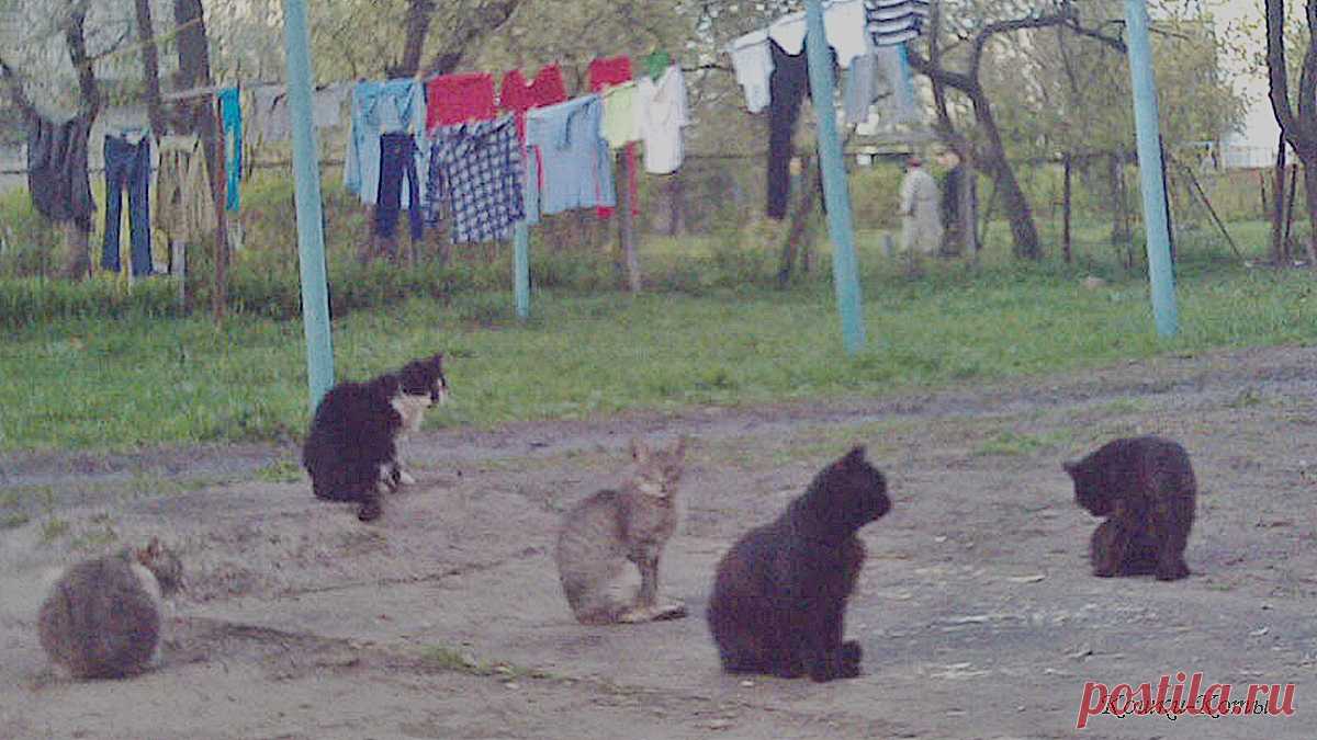 В природе должно быть разнообразие, и его надо охранять | 22 мая 2024 | Сайт «Кошки–Коты» | Автор Нина Стрелкова | Кошачий календарь «Кошки каждый день» | Международный день биологического разнообразия отмечается 22 мая