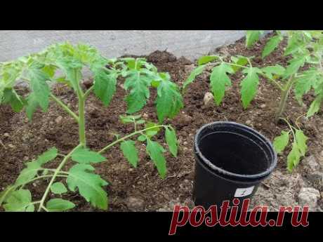 Чем подкормить томаты при высадке