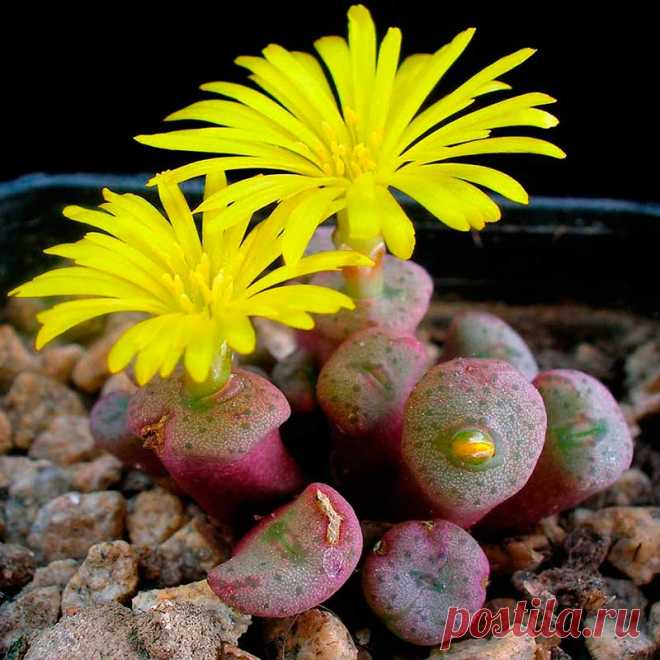 Комнатное растение Конофитум (Conophytum). Обширный род, включающий растения со стеблями шаровидной, кеглевидной и грибовидной формы. Полив требует аккуратности, так как у растения период покоя летом. В этот период листья сморщиваются и вянут, растение содержат сухо - почти не поливая. Возобновляют полив с началом роста - далее он регулярный и умеренный.