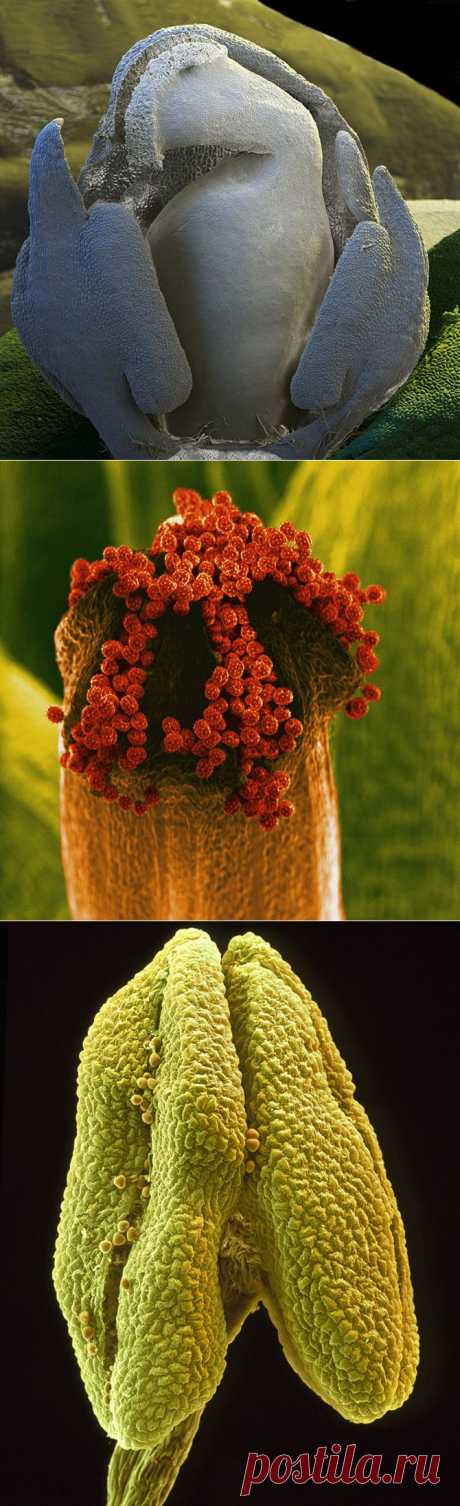 Цветы под микроскопом