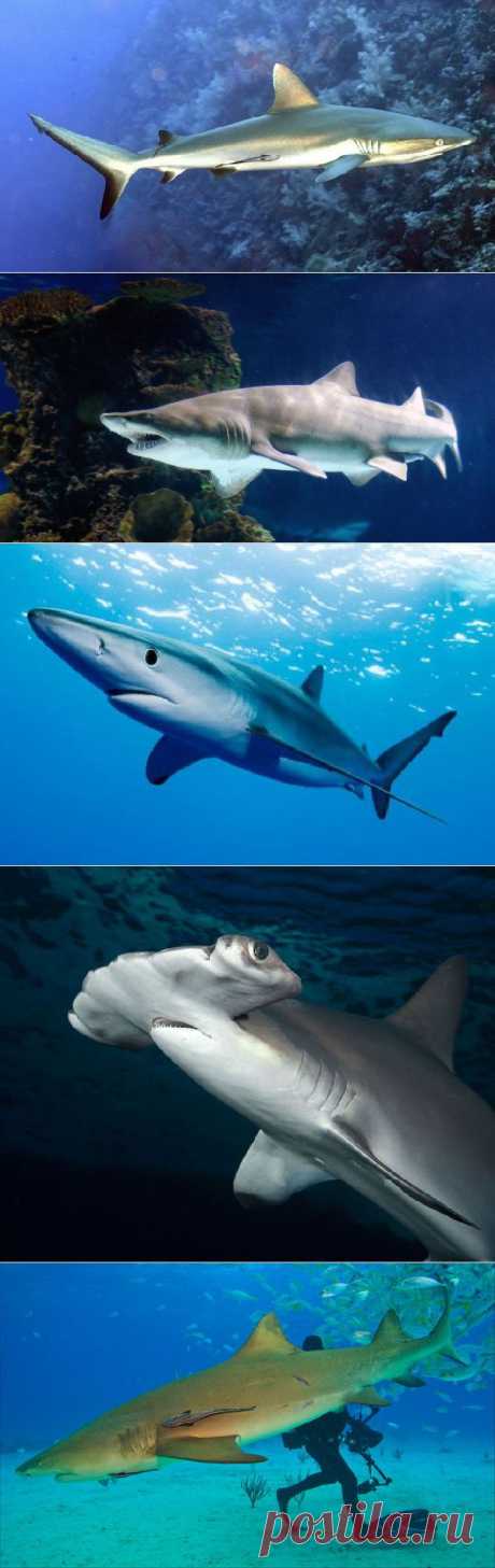 Самые опасные акулы планеты - сайт Природа