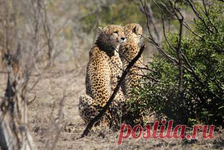 Cheetah Near Berg En Dal Kruger Park South Africa