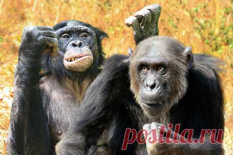 Чем бонобо отличаются от шимпанзе: 10 интересных отличий во внешности и повадках | Приключения... «Бинго-Бонго» сильно похож на «Читу», начинающий зоолог вполне мог бы их перепутать. Но по факту контраст здесь настолько сильный, что не заметить его, поставив обезьян друг против друга, невозможно.