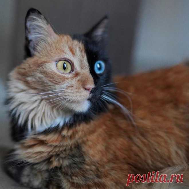 Кошка с уникальной окраской и глазами разного цвета покоряет Сеть: милые фото животного