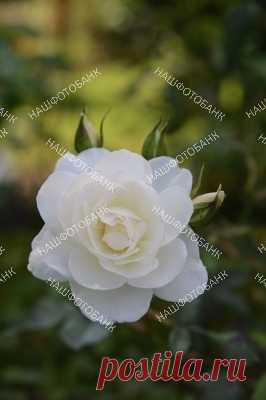 Белая роза в саду крупным планом  Цветок белой розы крупным планом на фоне зелёнойлиствы, цветение в летнем саду, цветы в природе.