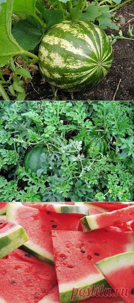 Основы выращивания арбузов в открытом грунте | Дача - впрок