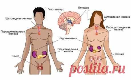 Про гормоны. Оказывается у гормонов тоже есть "часы работы".

￼ГОРМОНАЛЬНОЕ РАСПИСАНИЕ ￼

￼Вставая до 6:00 утра вырабатывается СЕРОТОНИН-гормон счастья.

￼6:00 — поднимается уровень КОРТИЗОЛА - гормон, который готовит наш организм к активному бодрствованию! 
Сейчас максимально включена логика. Самое время записать планы на день и принять решение, оно будет.