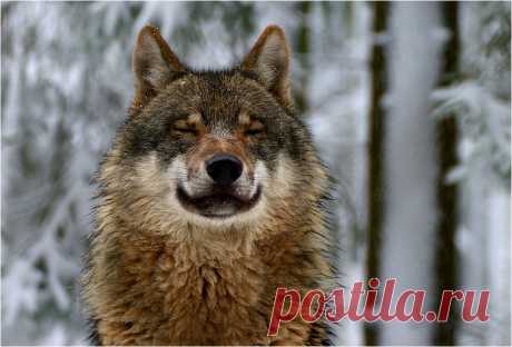 Фото Волк с довольной мордой, страница