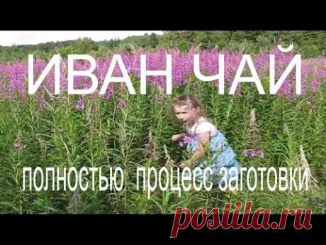 Мой рецепт ЗАГОТОВКИ ИВАН ЧАЯ -  все этапы ПОДРОБНО - YouTube