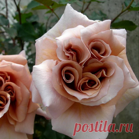 Неземной красоты Роза сорта Латте! 🌹