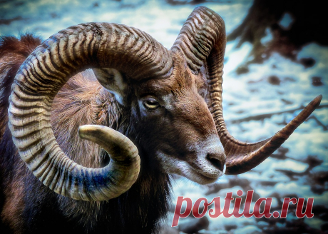 Млекопитающих Муфлон Овец · Бесплатное фото на Pixabay