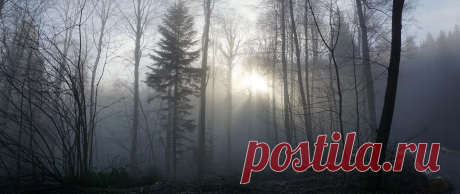 картинки голый лес туман: 8 тыс изображений найдено в Яндекс.Картинках