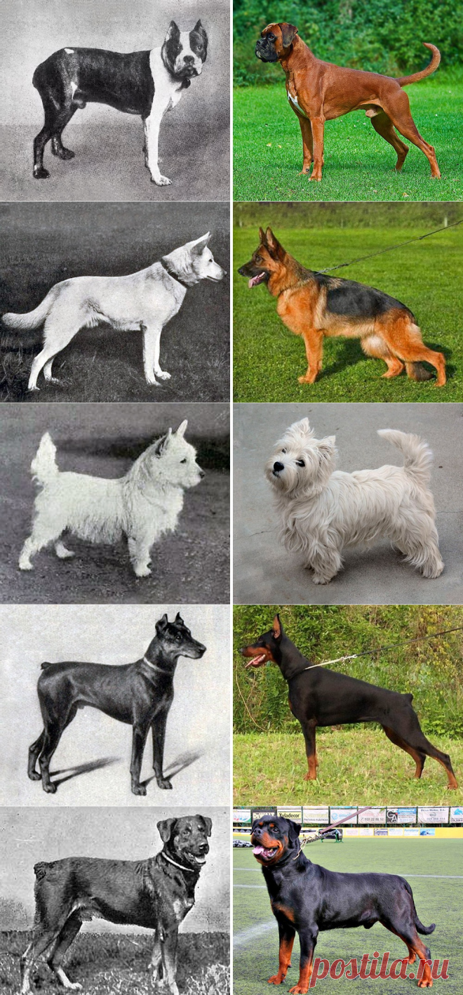Выводить породу. Собаки 100 лет назад и сейчас. Бультерьер Эволюция породы. Немецкая овчарка 100 лет назад и сейчас. Породы собак 100 лет назад и сейчас.
