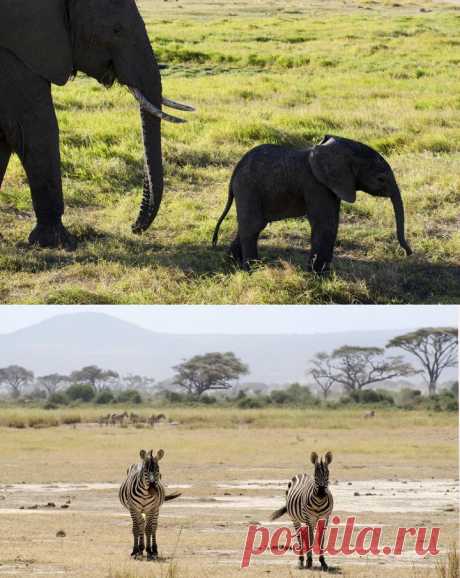 (+1) - Африканские животные в естественной среде | Фотоискусство