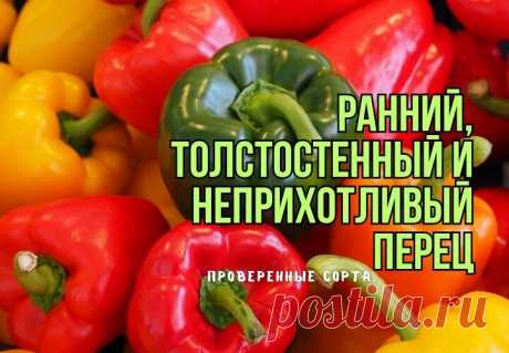 Ранний и толстостенный перец "для ленивых дачников": 3 старых сорта, которые стали стандартами. Урожайные, вкусные - с ними всегда с перцем | В саду у Валентинки | Дзен