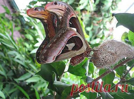 Бабочка Павлиноглазка Атлас с двумя одинаковыми и симметричными рисунками кобры на крыльях.