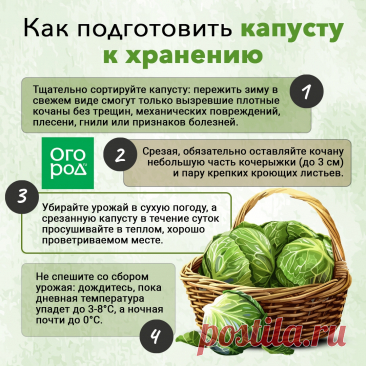 Как подготовить капусту к хранению