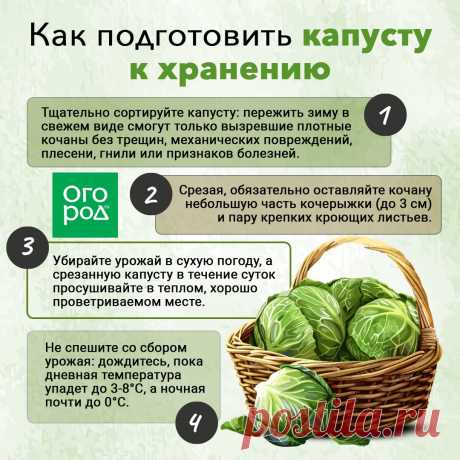 Как подготовить капусту к хранению