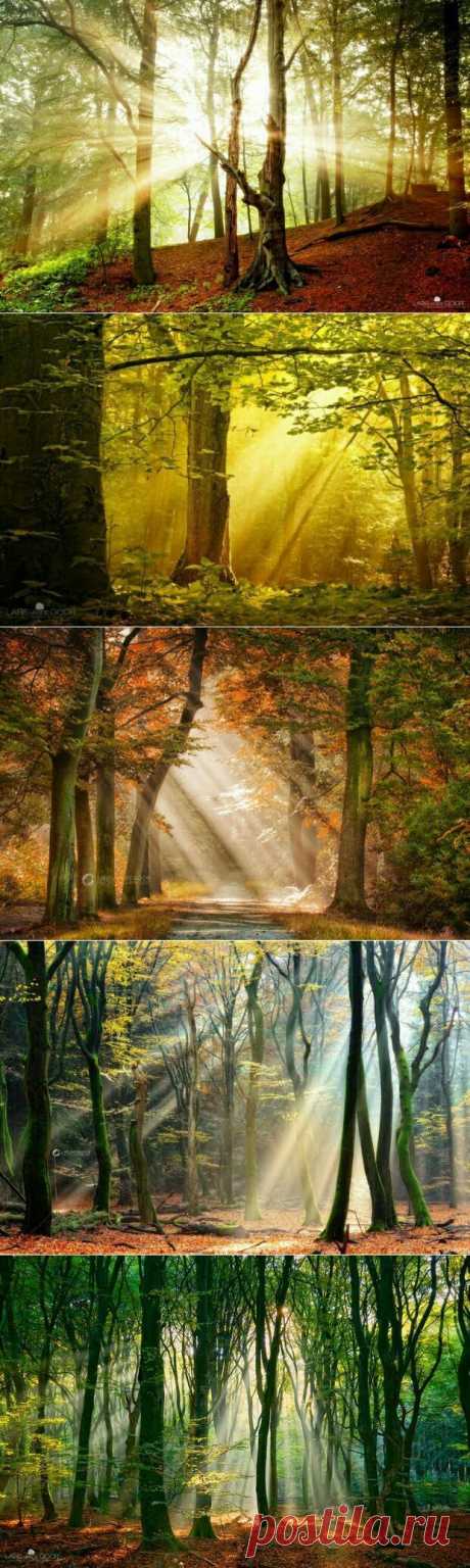 Осенний лес фото  Lars van de Goor