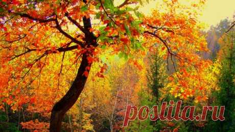 Wallpaper Autumn, Forest, Trees, Landscape HD, Picture, Image  |  wallpaperscraft.com