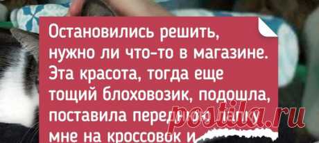 17 зверят, которые не стали надеяться на удачу и нашли своего человека самостоятельно