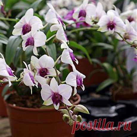 Усадьба | Цветы в доме : Календарь ухода за орхидеями