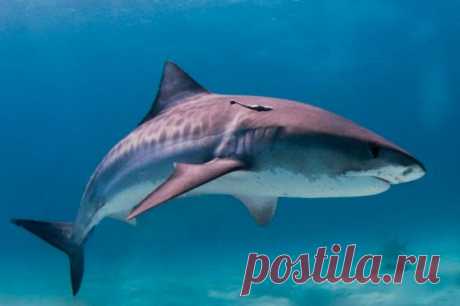 На Багамах в результате нападения акулы погибла 44-летняя американка. Погибшая вместе с родственником каталась на падлбордах, когда ее атаковала акула.