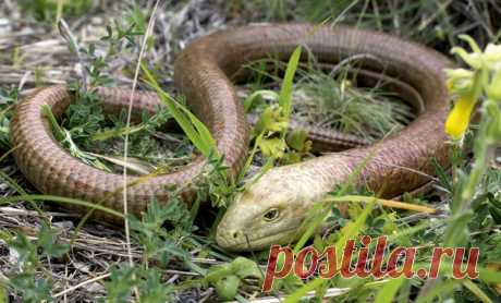 Глядя на эту фотографию, многие без сомнения скажут, что на ней изображена змея. Но это желтопузик – самая крупная ящерица, обитающая в России. Подробнее: nat-geo.ru/fact/893023-bez-nog-no-yashcheritsa/