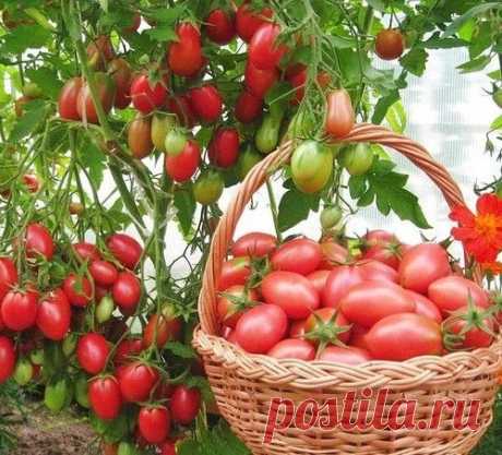 Чтобы томаты не жировали,  наращивая пышную зелень в ущерб урожаю, применяем ПЯТЬ приемов: