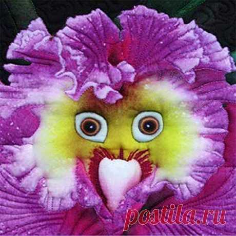 Amazon.com : super1798 100Pcs Rare Baby Face Orchid Perennial Flower Seeds Garden Decor Plant : Garden & Outdoor