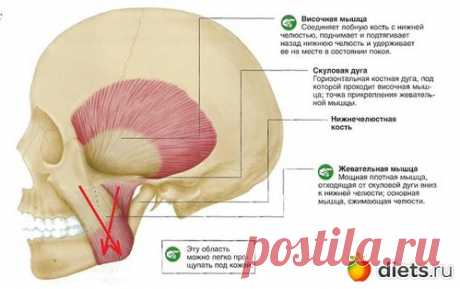 Корректируем овал лица: динамическая и статическая растяжка жевательных мышц | Дневники - на Diets.ru