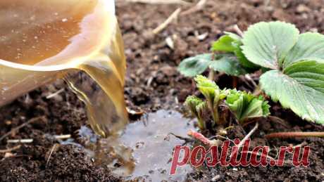 Уход и подкормка за клубникой в апреле от опытного садовода. | Сад огород life | Дзен